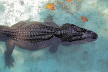 Muja, o crocodilo mais velho do mundo