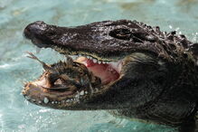 Muja, o crocodilo mais velho do mundo