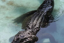 Muja, o crocodilo mais velho do mundo