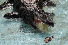 Muja, o crocodilo mais velho do mundo