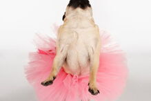 Mulher realiza cerimónia para batizar o cão 