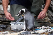 Oceanário de Lisboa