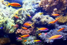 Oceanário de Lisboa