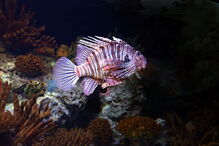 Oceanário de Lisboa