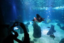 Oceanário de Lisboa