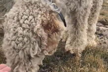 Imagens do reencontro com Samantha, filha da vítima mortal