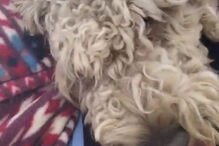 Imagens do reencontro com Samantha, filha da vítima mortal