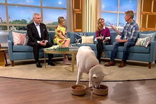 Husky Siberiano a escolher a tigela de carne