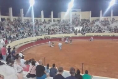 GNR registou agressões contra ativistas anti-touradas 