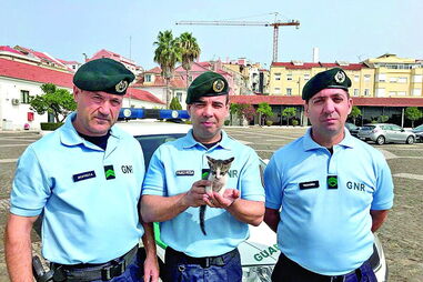 Elementos da GNR salvam gato em Lisboa