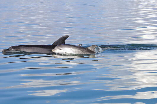 Os golfinhos roazes-corvineiros do Sado são a grande atração do ‘Ciência Viva no Verão’ 