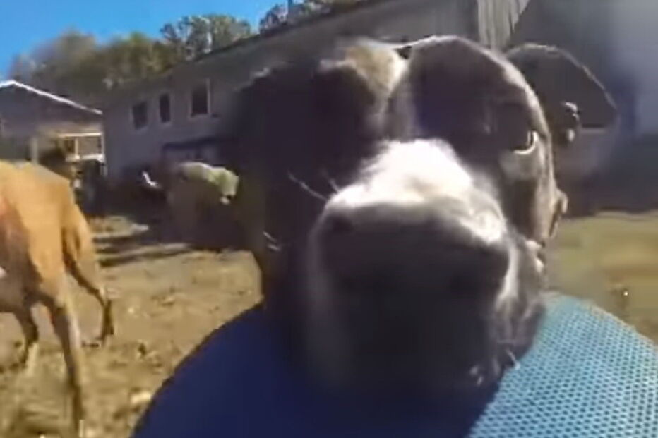 Cão Bonnie é protagonista de vídeo hilariante