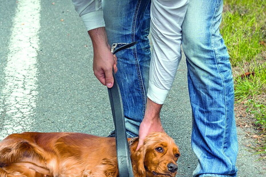 Maus-tratos a animais