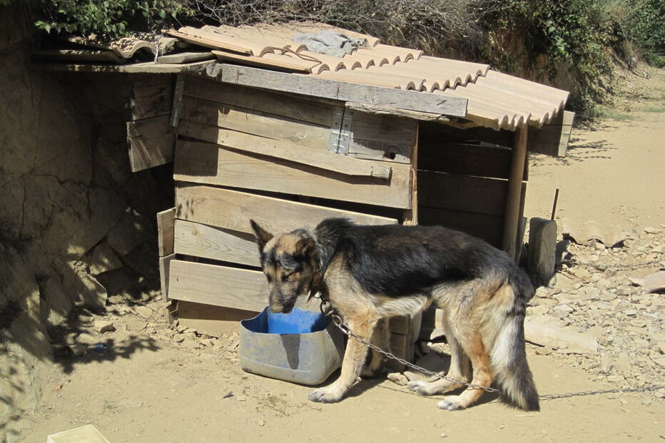 GNR salva cão que sofria de maus tratos