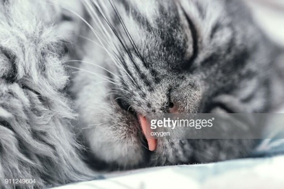 Cães e gatos sofrem com calor