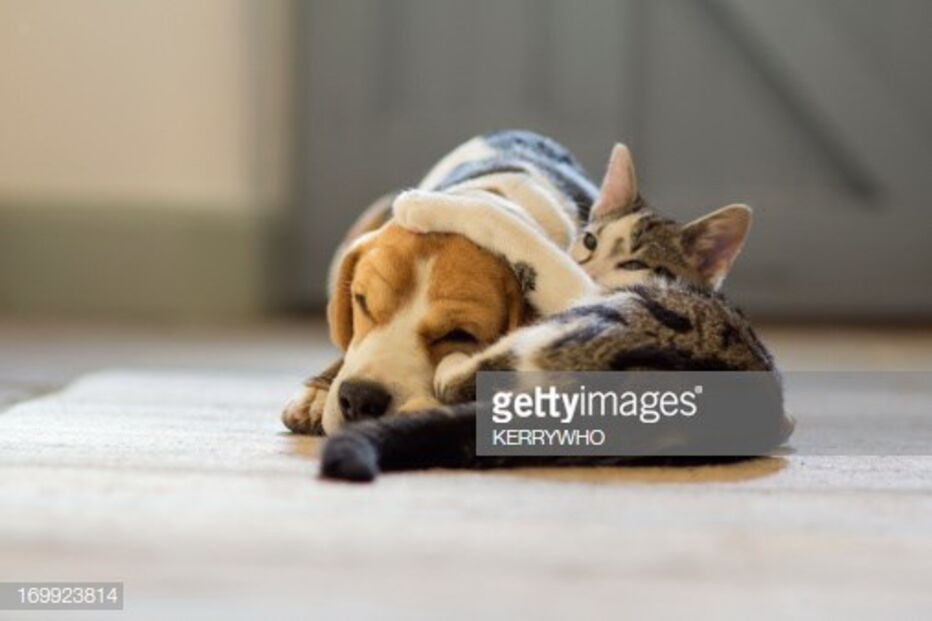 Cães e gatos sofrem com calor