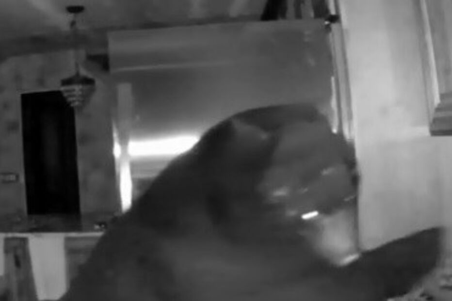 Idosa de 95 anos persegue urso após encontrá-lo na cozinha