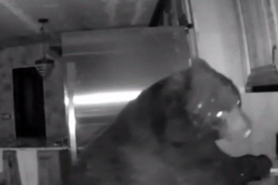 Idosa de 95 anos persegue urso após encontrá-lo na cozinha