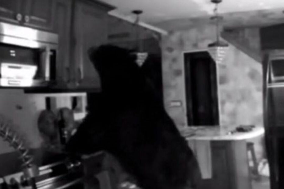 Idosa de 95 anos persegue urso após encontrá-lo na cozinha