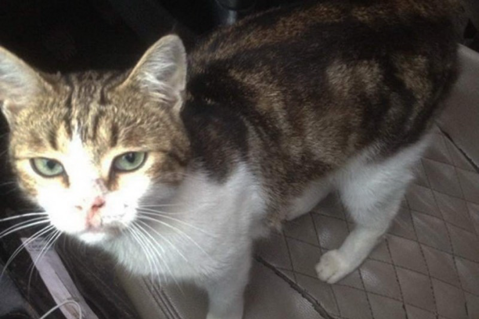 Gato detido por levar droga em coleira para interior de prisão