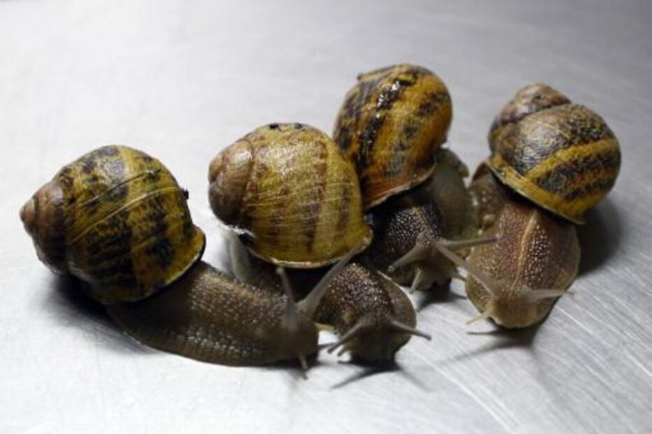Caracóis