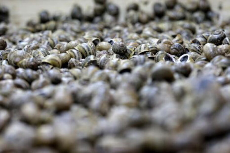 Caracóis