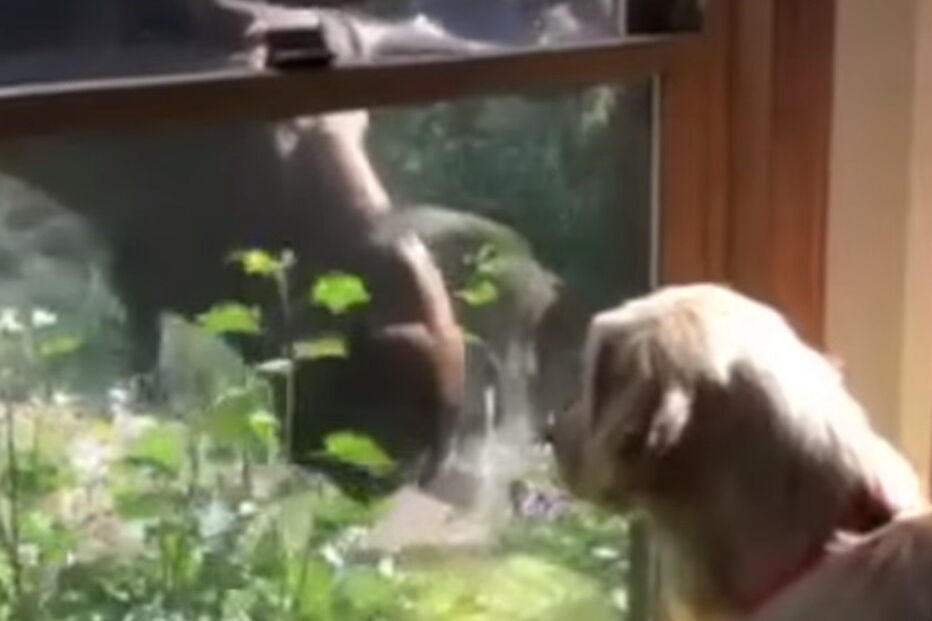 Alce e cão tocam focinhos