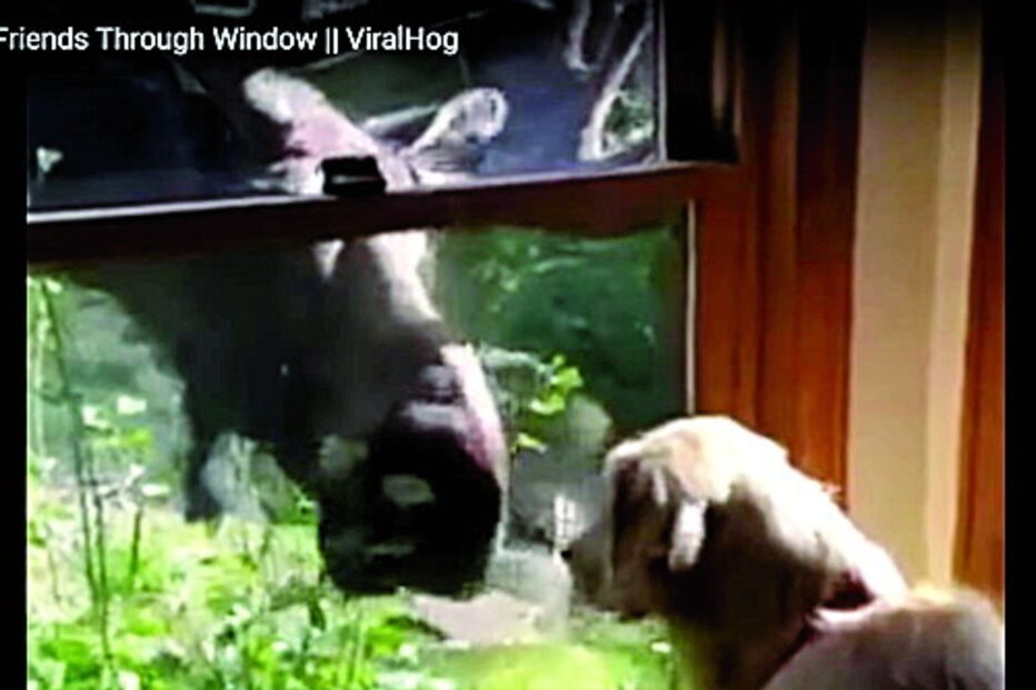 Alce e cão tocam focinhos