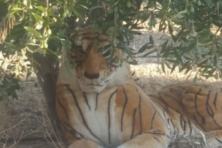 2018-08-04_13_15_24 tigre.PNG