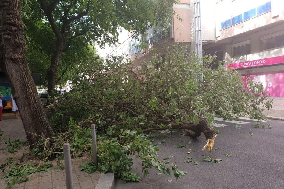 Árvore cai e danifica viaturas em rua de Lisboa