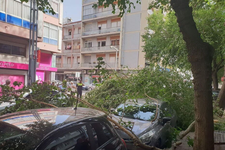 Árvore cai e danifica viaturas em rua de Lisboa