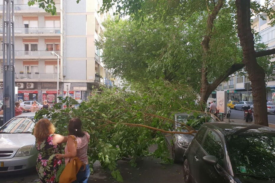Árvore cai e danifica viaturas em rua de Lisboa