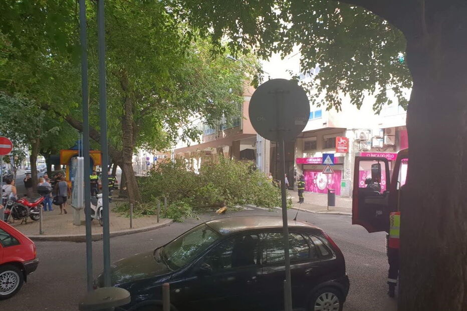 Árvore cai e danifica viaturas em rua de Lisboa