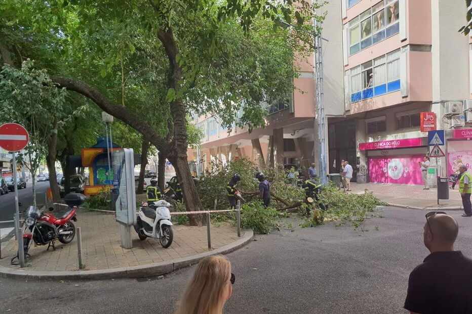 Árvore cai e danifica viaturas em rua de Lisboa
