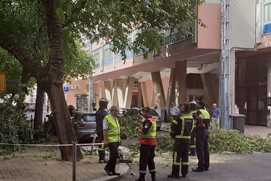 Árvore cai e danifica viaturas em rua de Lisboa