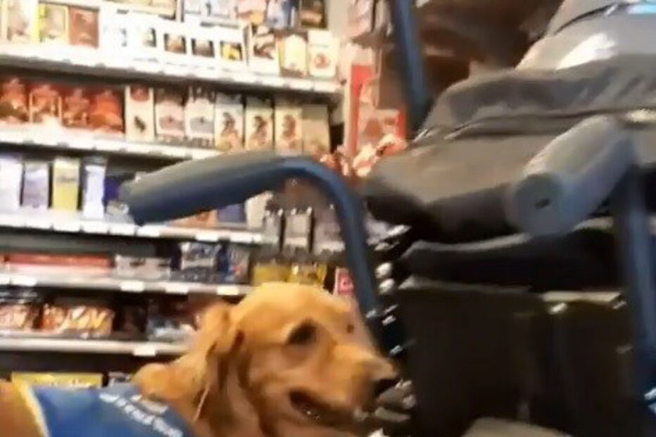 Jovem deficiente expulso de supermercado por causa do cão guia