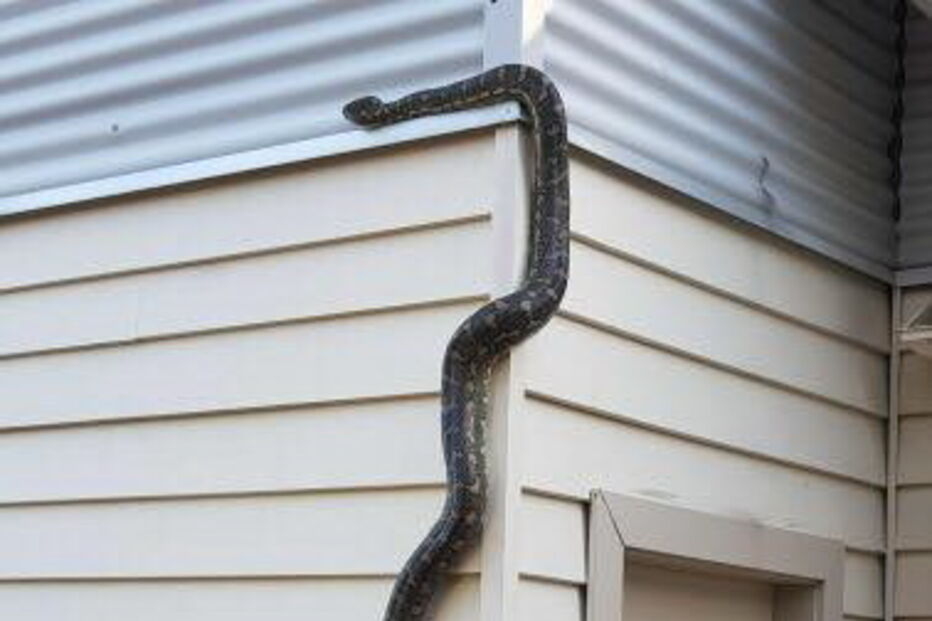  Australiano filma cobra píton em casa