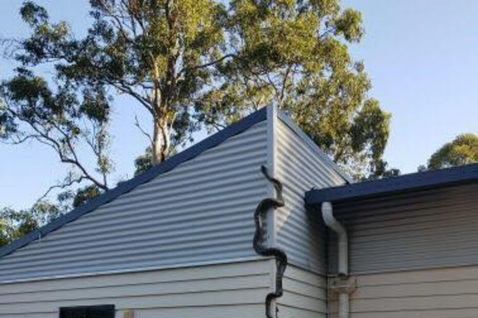  Australiano filma cobra píton em casa