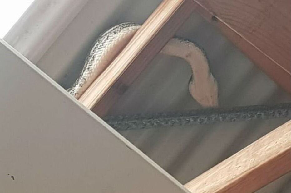 Australiano filma cobra píton em casa