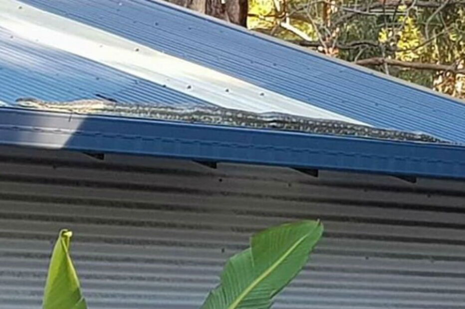 Australiano filma cobra píton em casa