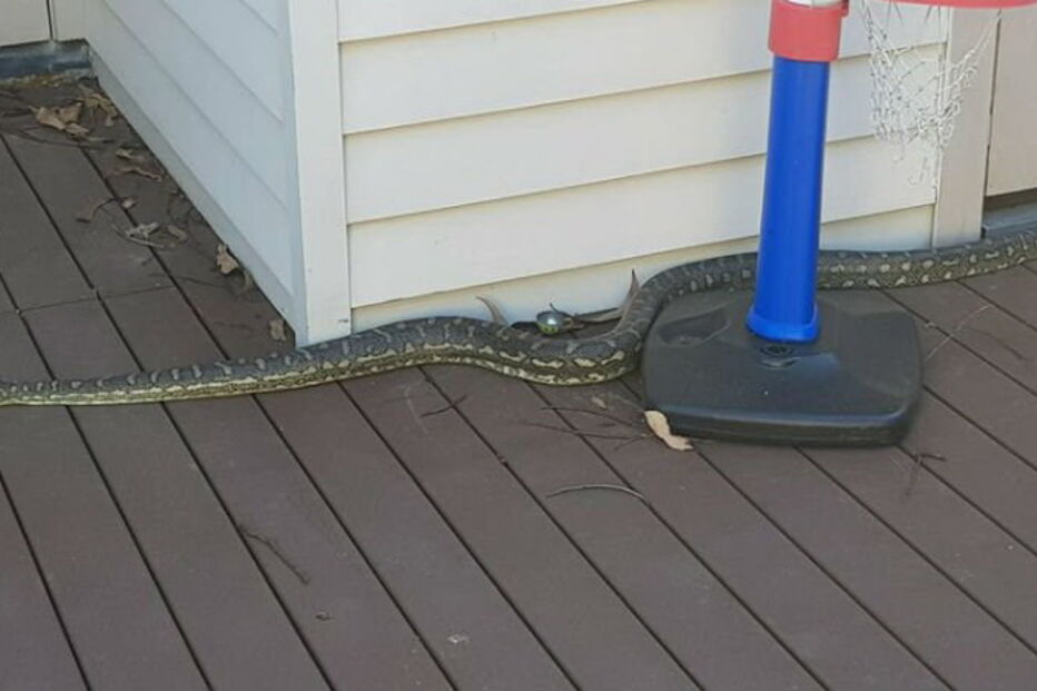 Australiano filma cobra píton em casa