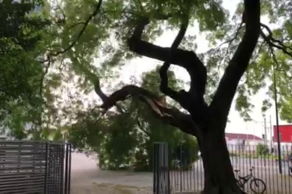 Ramo de árvore cai em jardim de Lisboa
