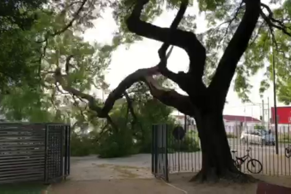 Ramo de árvore cai em jardim de Lisboa