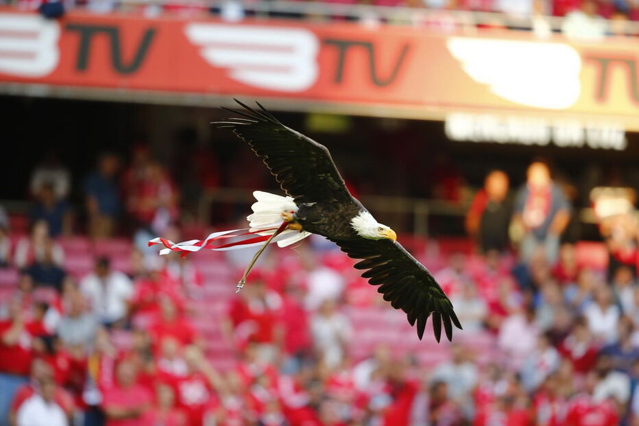 Voo da águia Vitória antes do Benfica - Fenerbahçe