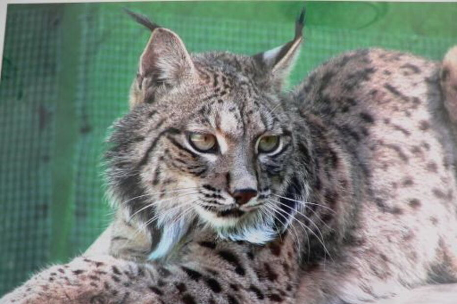 Lince no centro de reprodução de Silves, em 2009