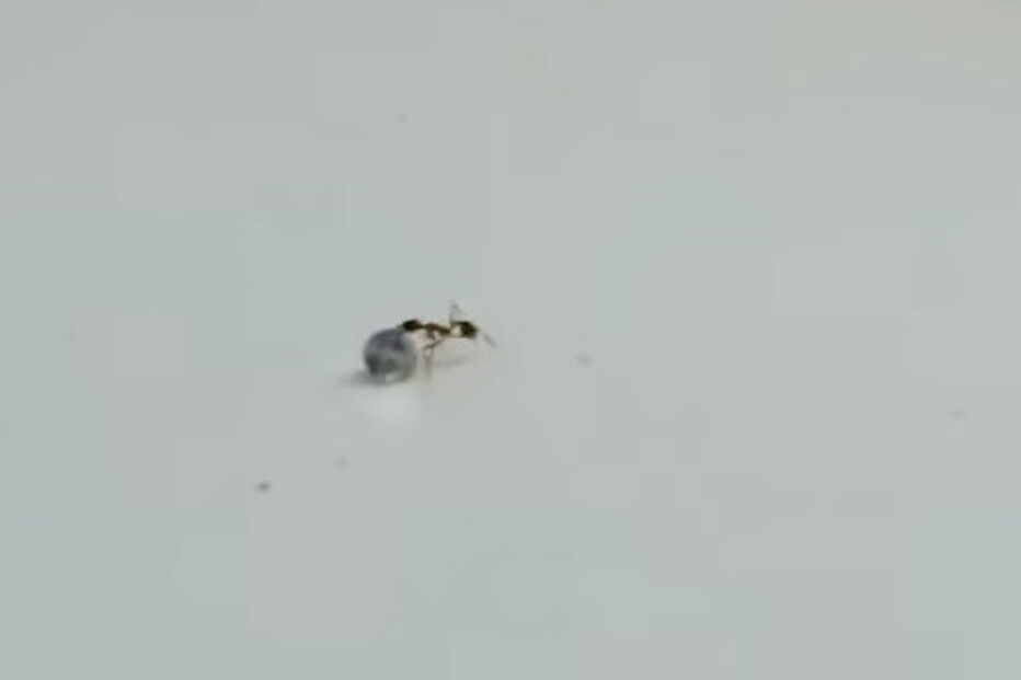 Vídeo mostra formiga a roubar diamante de ourivesaria