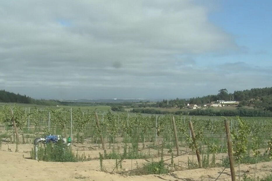 Alentejo, vinho, calor