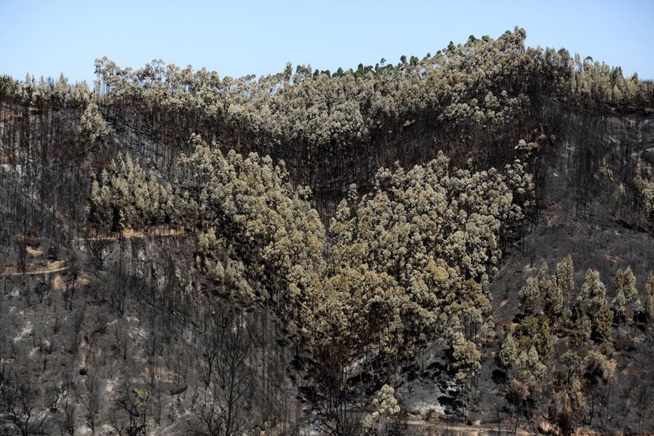 Incêndio em Monchique 
