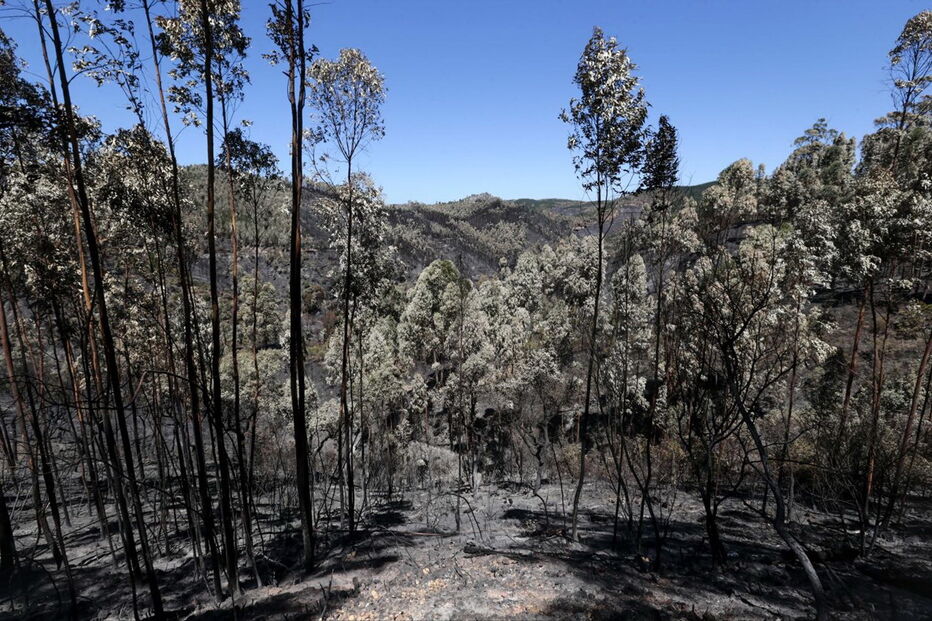 7º dia de incêndio em Monchique 