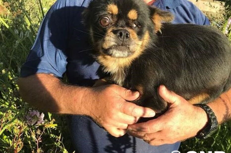 Cão resgatado com vida de um poço